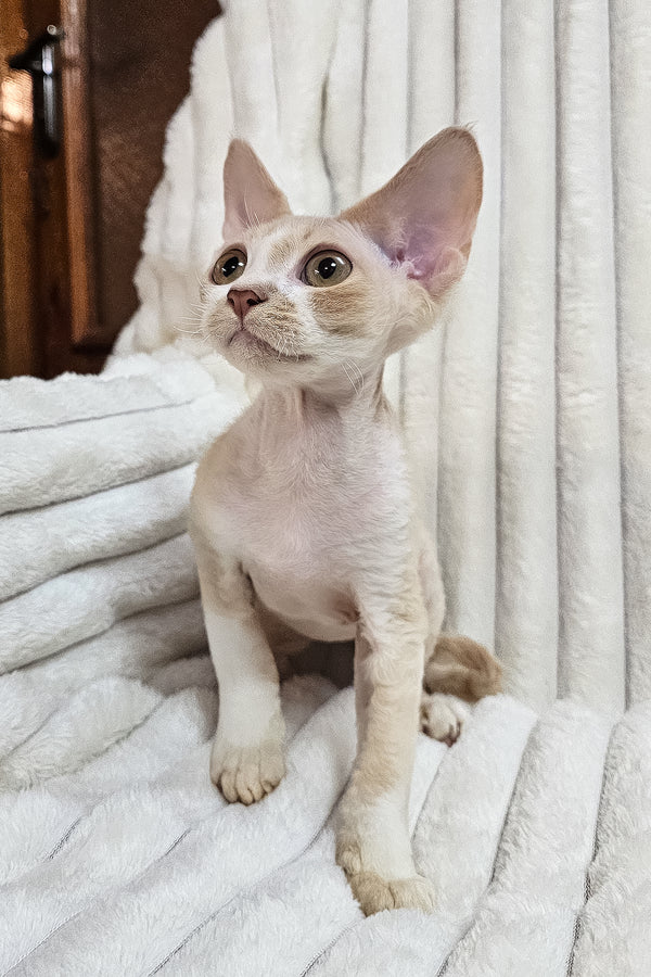 Baileys | Devon Rex Kitten