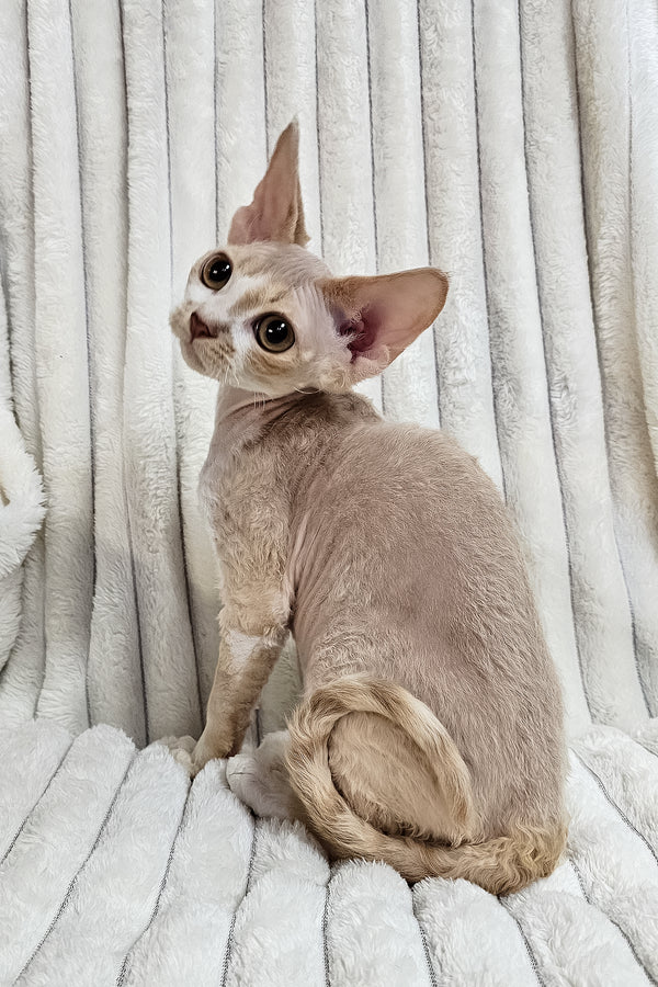 Baileys | Devon Rex Kitten