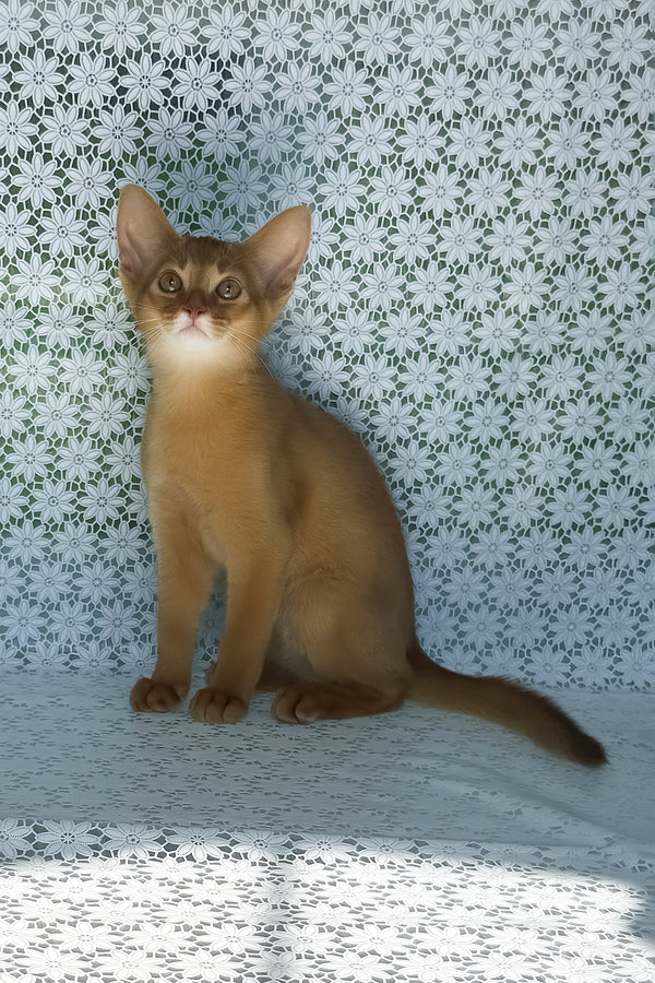 Bakara | Abyssinian Kitten