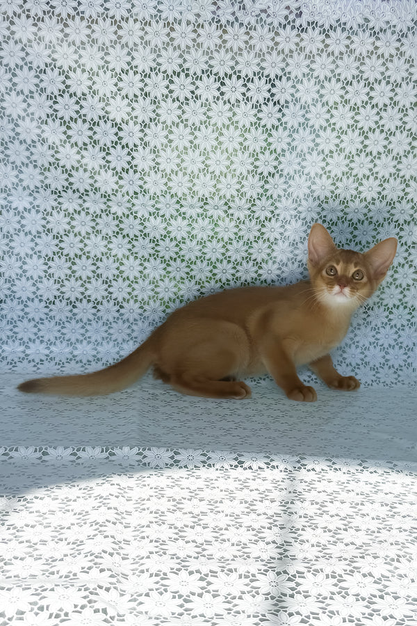 Bakara | Abyssinian Kitten