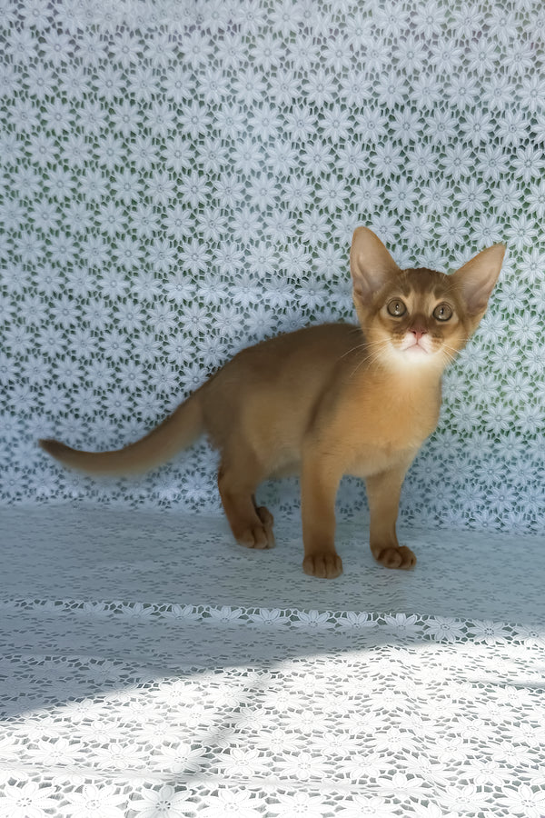 Bakara | Abyssinian Kitten