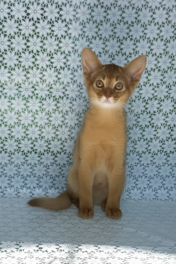 Bakara | Abyssinian Kitten