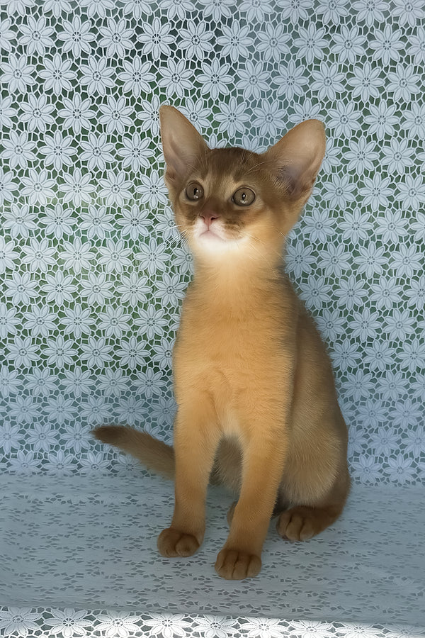 Bakara | Abyssinian Kitten