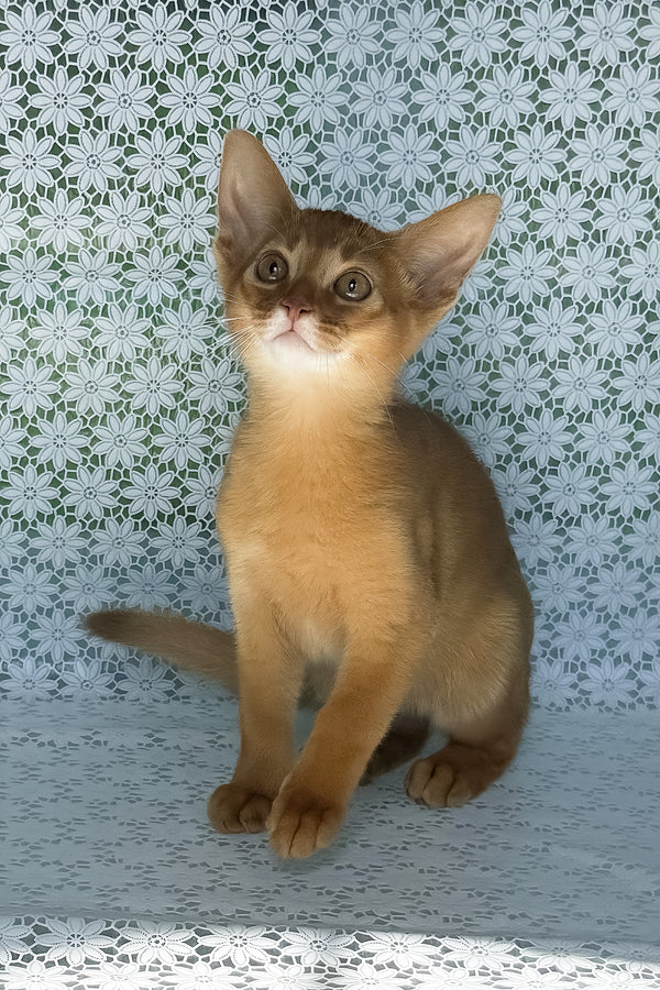 Bakara | Abyssinian Kitten