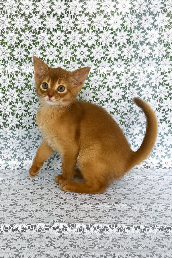 Bakara | Abyssinian Kitten
