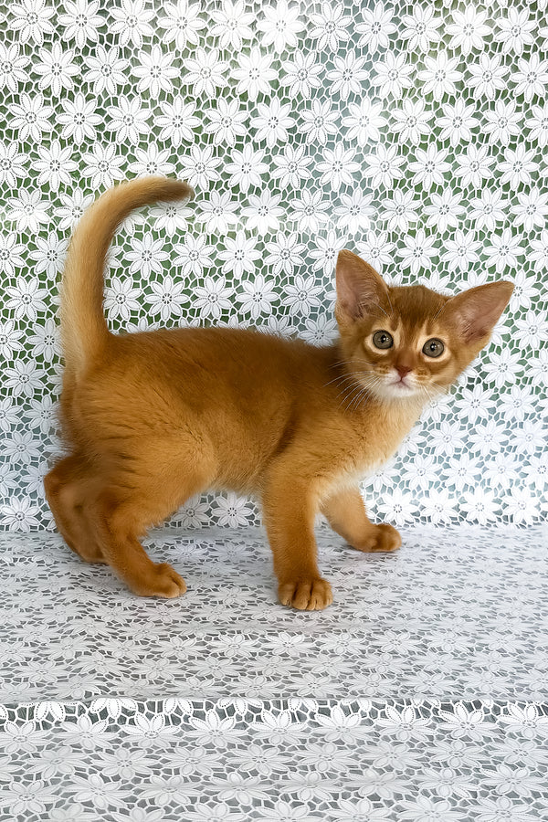 Bakara | Abyssinian Kitten