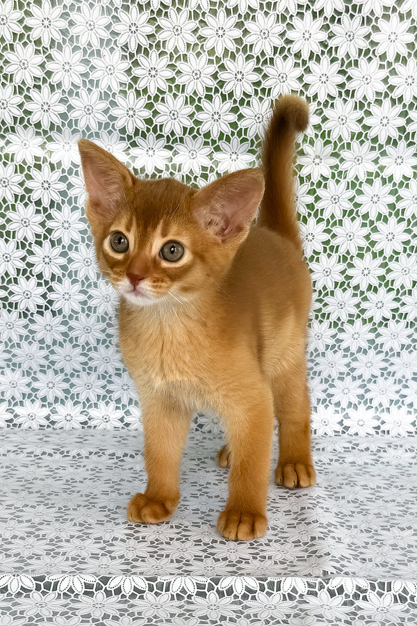 Bakara | Abyssinian Kitten