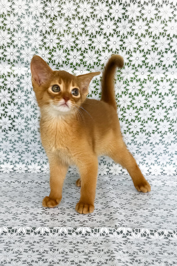 Bakara | Abyssinian Kitten
