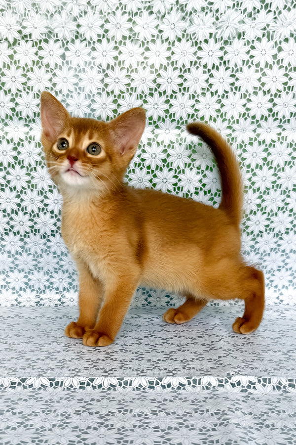 Bakara | Abyssinian Kitten