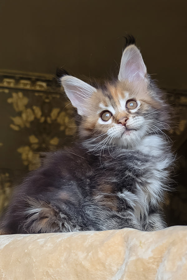 Bambini | Maine Coon Kitten
