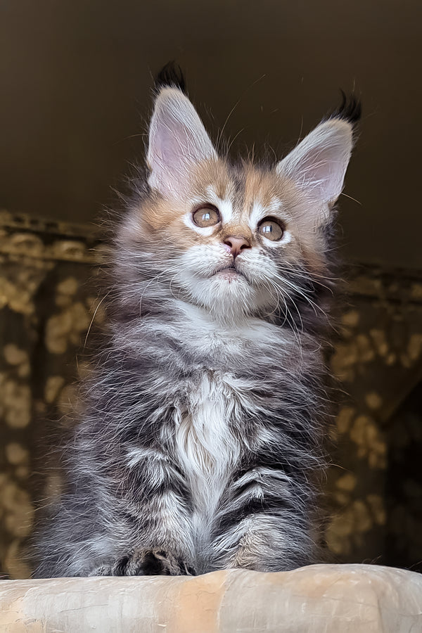 Bambini | Maine Coon Kitten