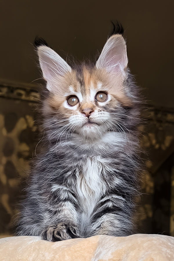 Bambini | Maine Coon Kitten