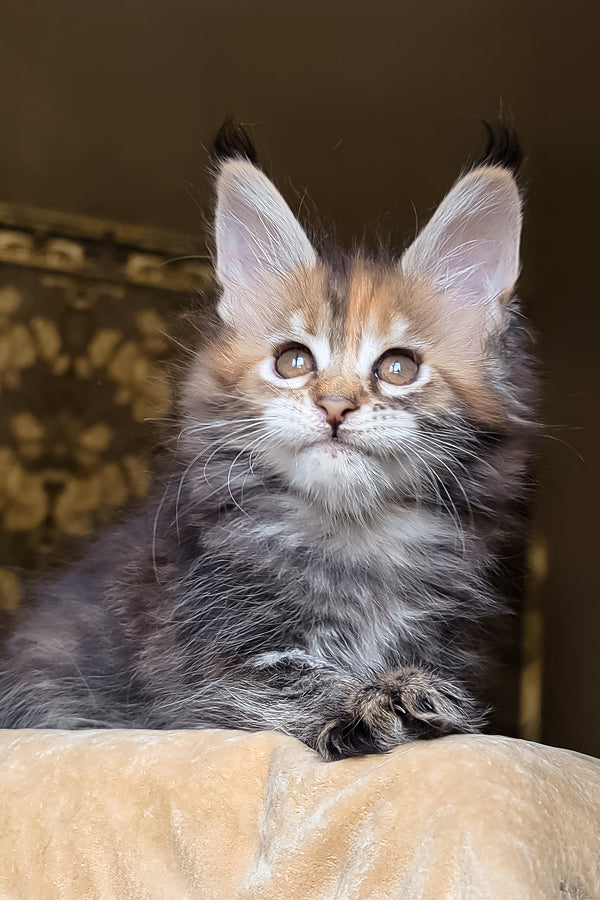 Bambini | Maine Coon Kitten