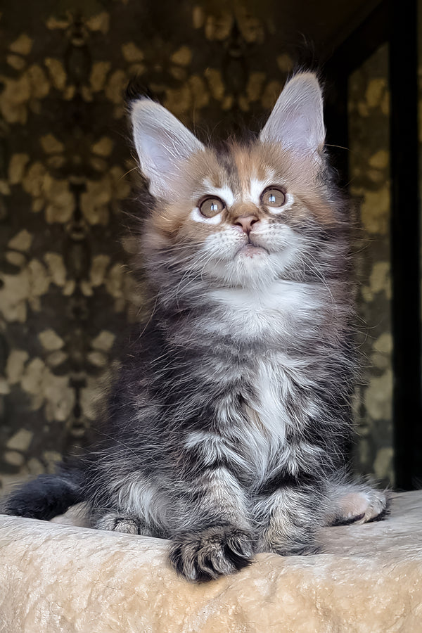 Bambini | Maine Coon Kitten