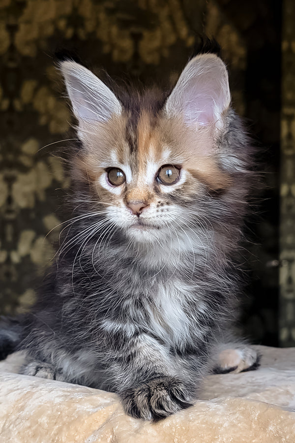 Bambini | Maine Coon Kitten