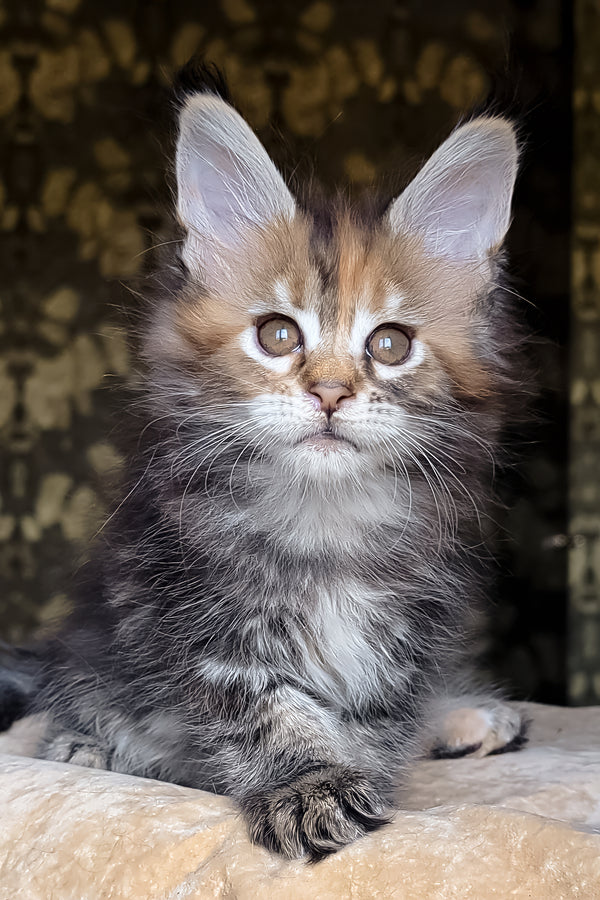 Bambini | Maine Coon Kitten