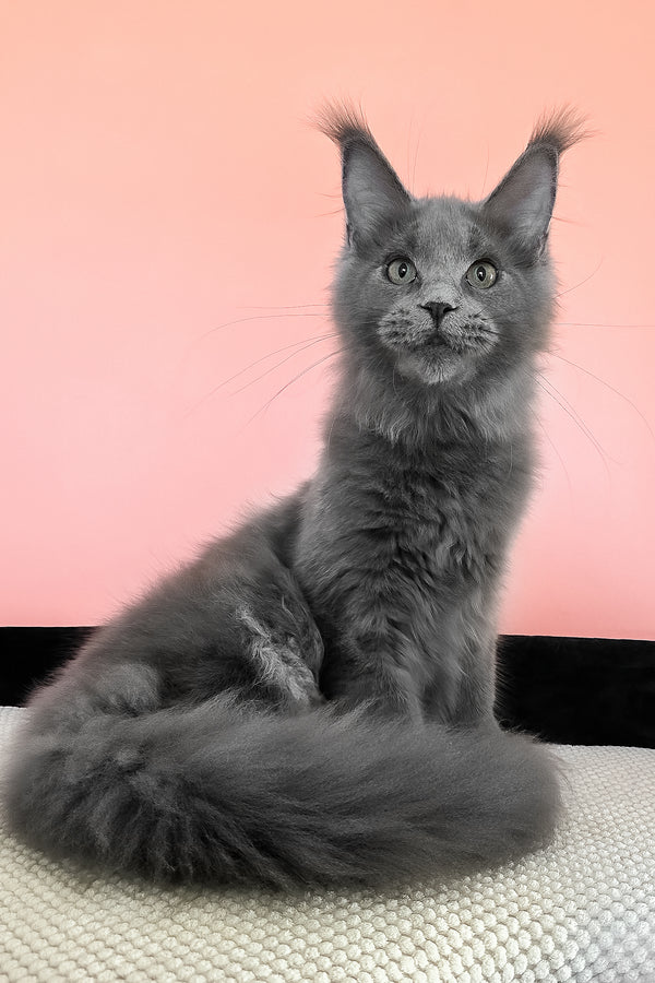 Barbi | Maine Coon Kitten