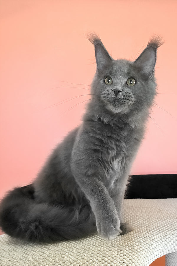 Barbi | Maine Coon Kitten
