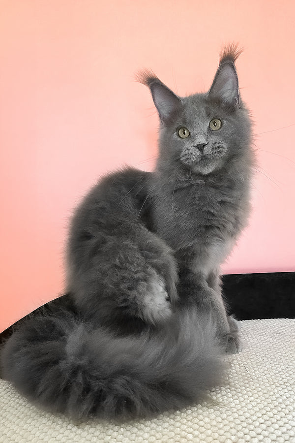 Barbi | Maine Coon Kitten