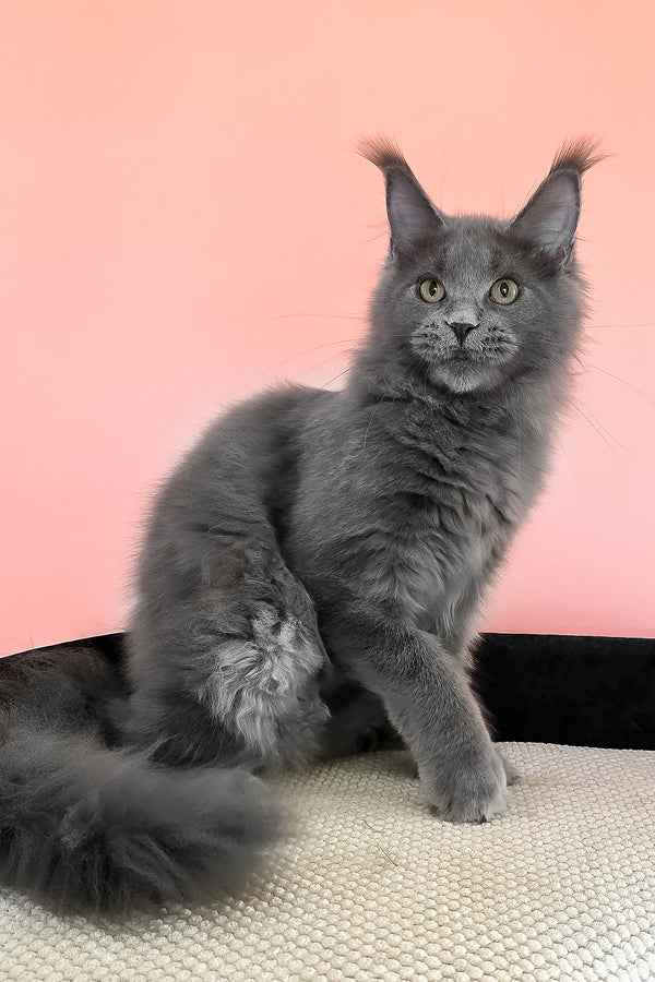 Barbi | Maine Coon Kitten