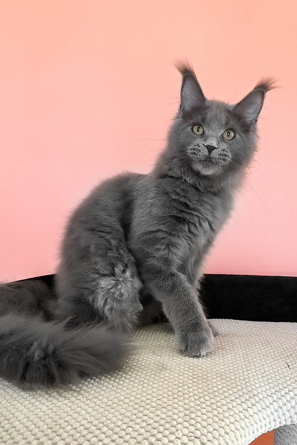 Barbi | Maine Coon Kitten