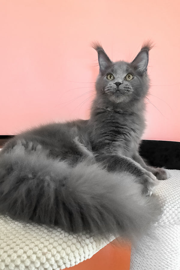 Barbi | Maine Coon Kitten