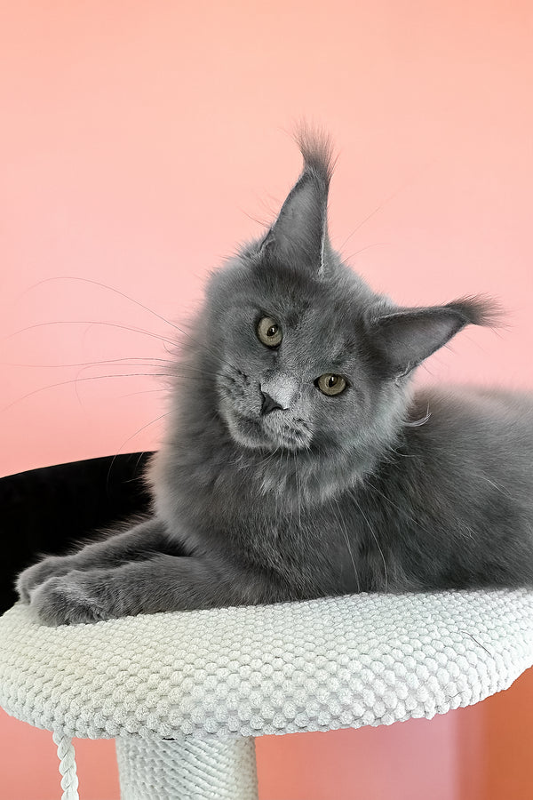 Barbi | Maine Coon Kitten