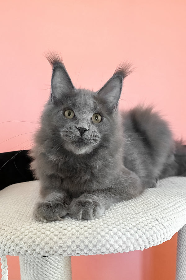 Barbi | Maine Coon Kitten