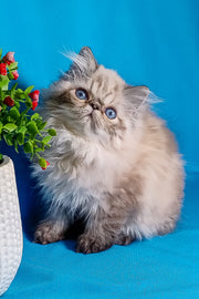 Persian Kittens in the United States - Adopt Yours Today – Purebred Kitties