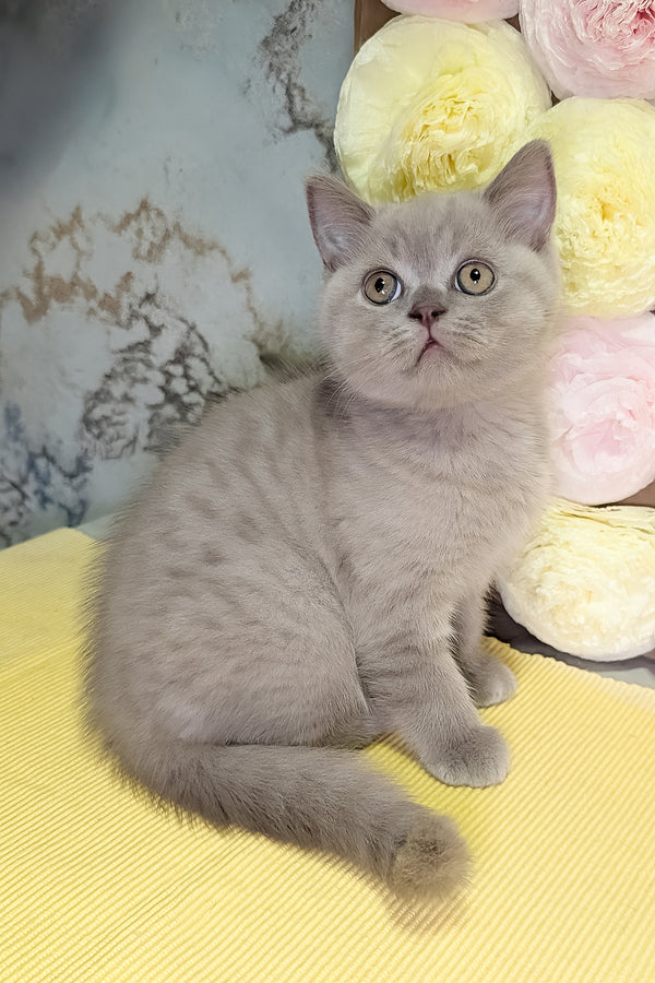 Betty | Scottish Straight Kitten
