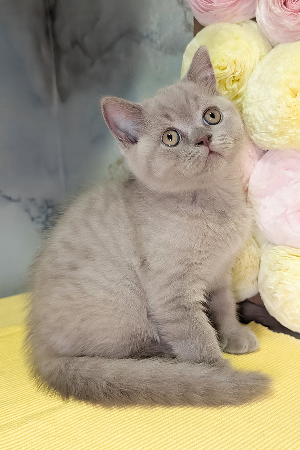 Betty | Scottish Straight Kitten