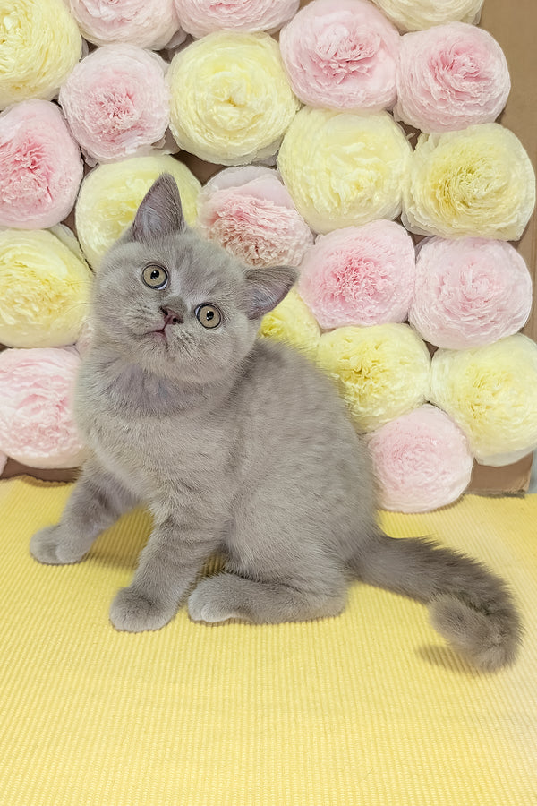 Betty | Scottish Straight Kitten