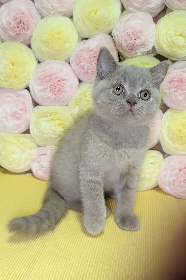 Betty | Scottish Straight Kitten