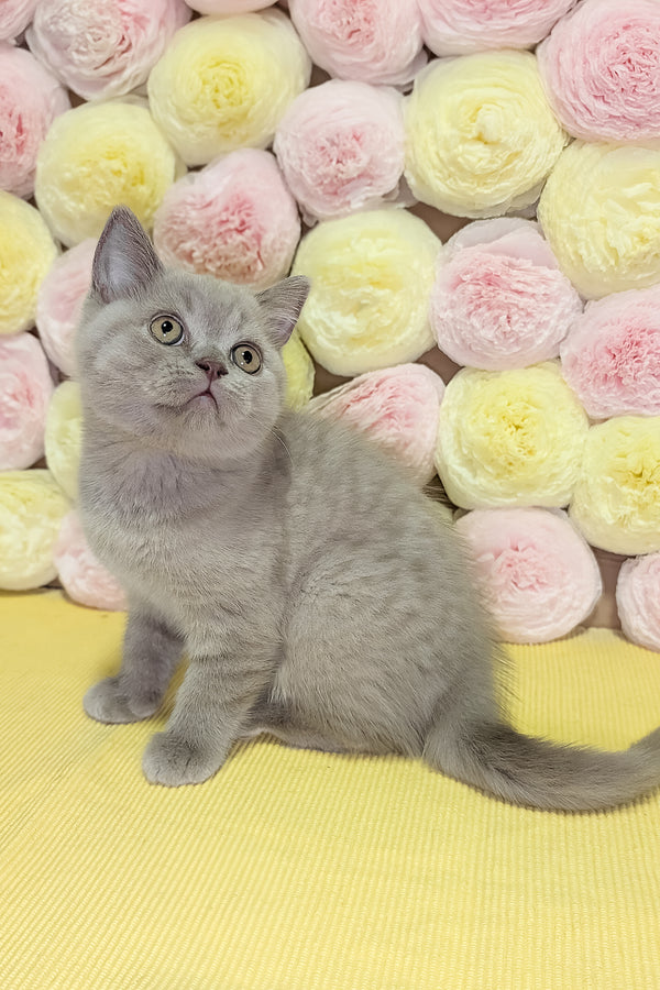 Betty | Scottish Straight Kitten