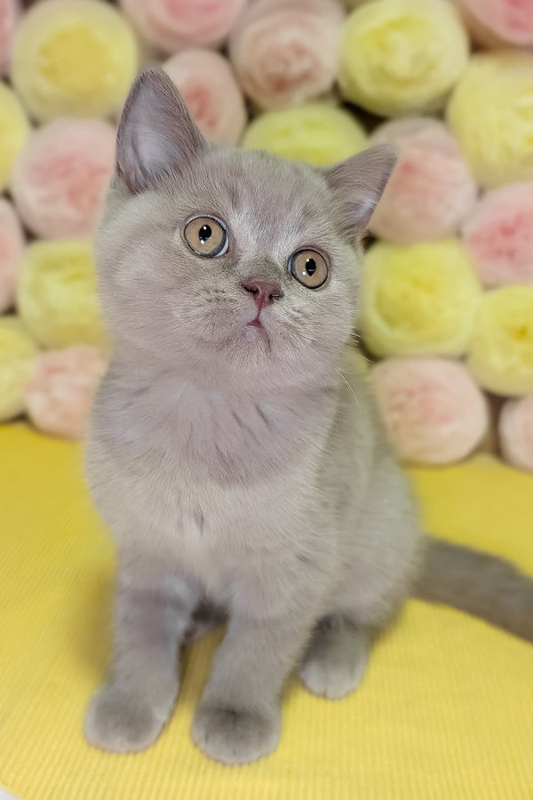 Betty | Scottish Straight Kitten