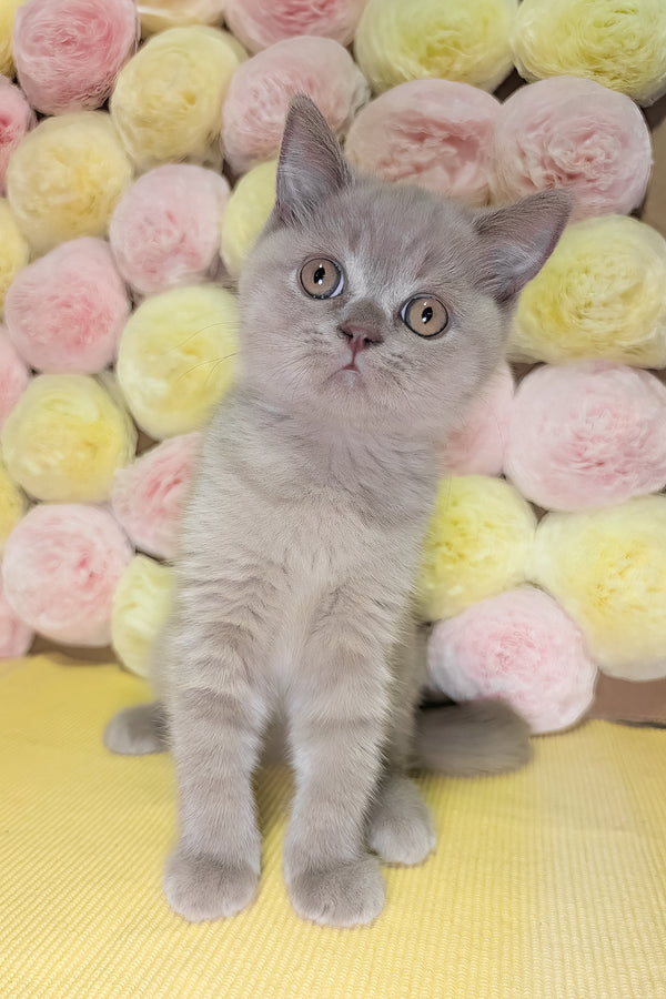Betty | Scottish Straight Kitten