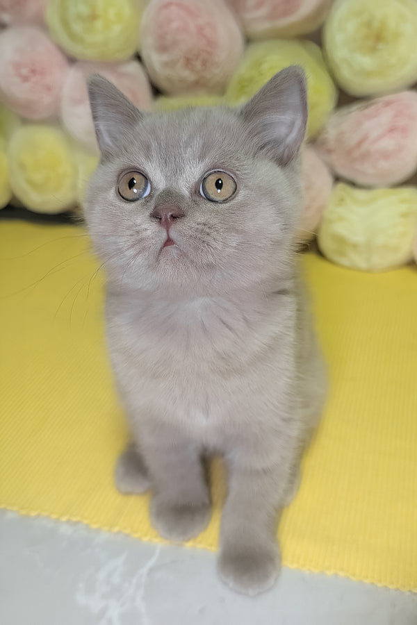 Betty | Scottish Straight Kitten