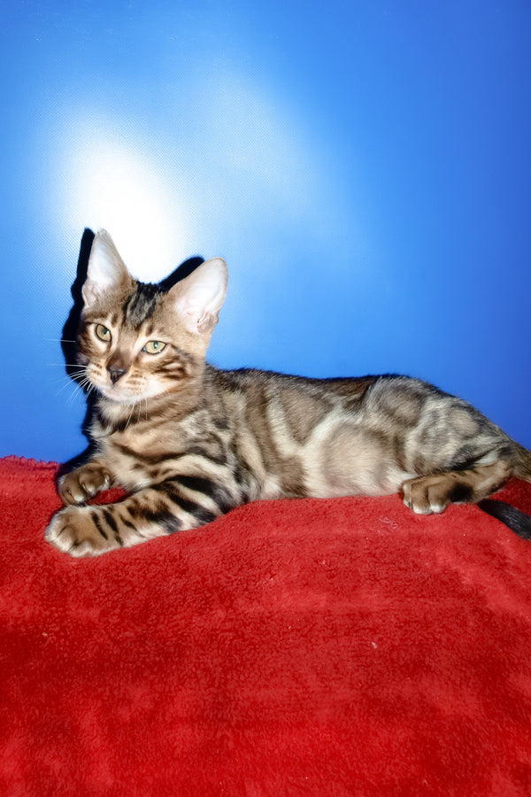 Bari | Bengal Kitten