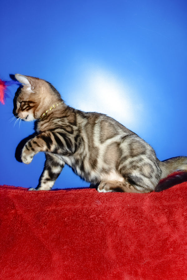 Bari | Bengal Kitten