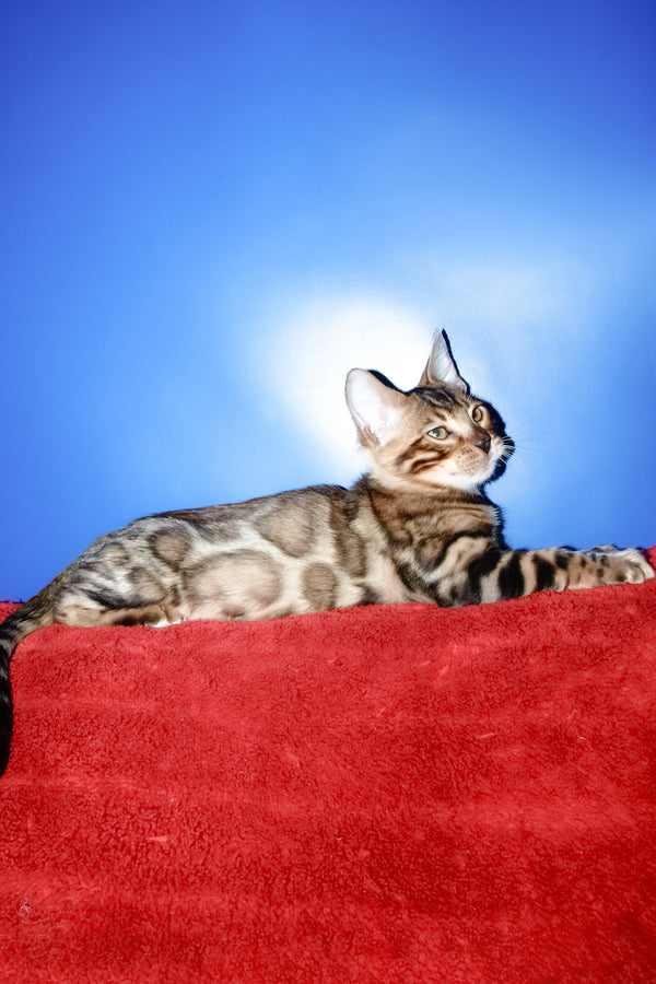 Bari | Bengal Kitten