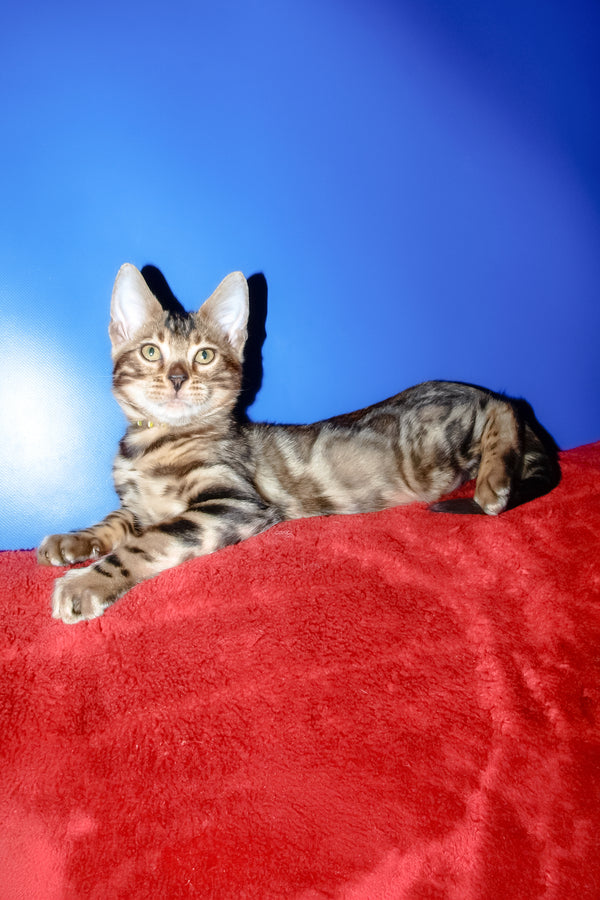 Bari | Bengal Kitten