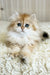 Barney | British Longhair Kitten