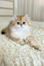 Barney | British Longhair Kitten