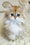 Barney | British Longhair Kitten