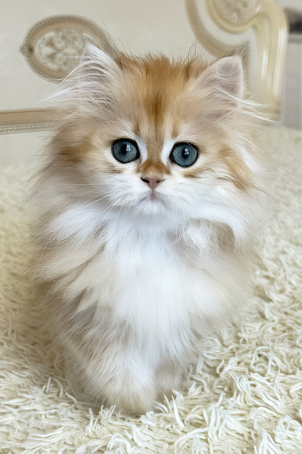Barney | British Longhair Kitten