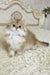 Barney | British Longhair Kitten