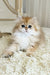 Barney | British Longhair Kitten