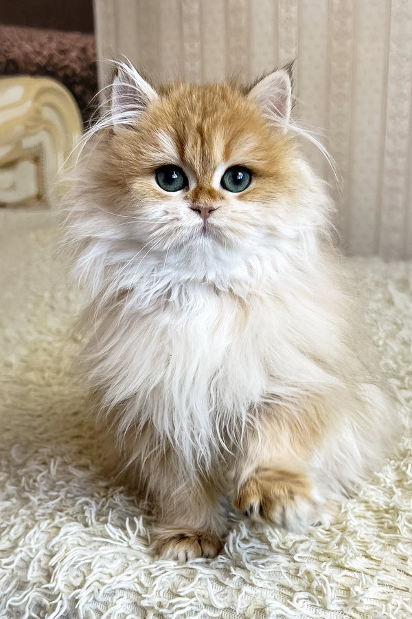 Barney | British Longhair Kitten