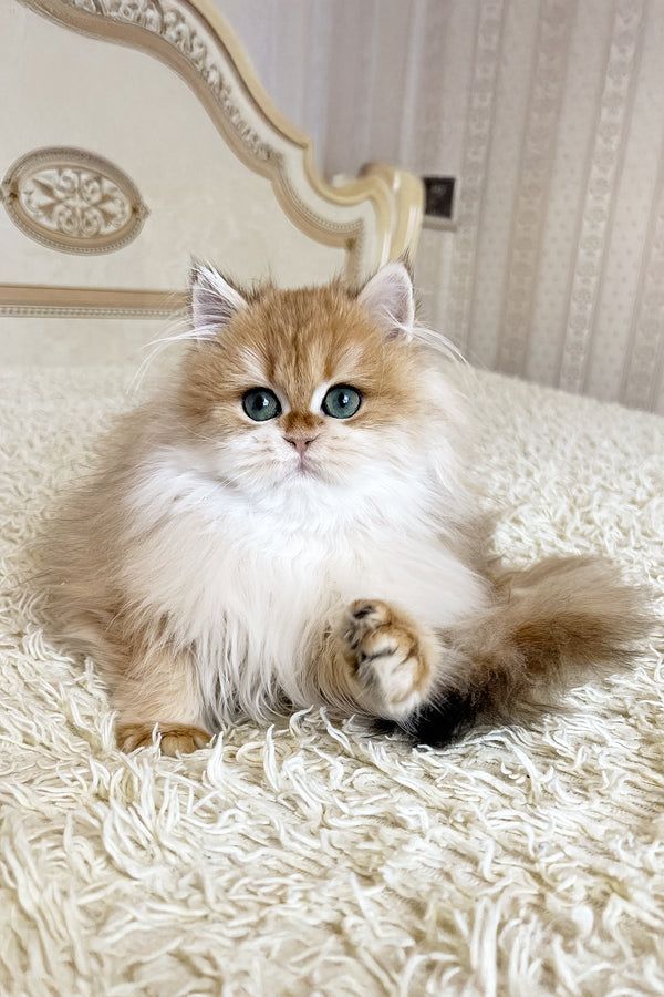 Barney | British Longhair Kitten