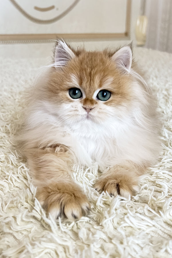 Barney | British Longhair Kitten